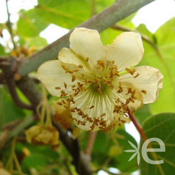 ACTINIDIA deliciosa Tomuri...