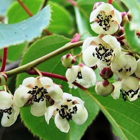 ACTINIDIA arguta Weiki...