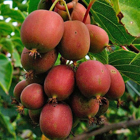 ACTINIDIA arguta Ken'S Red...