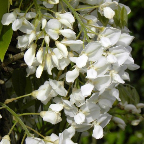 WISTERIA venusta Glycine...