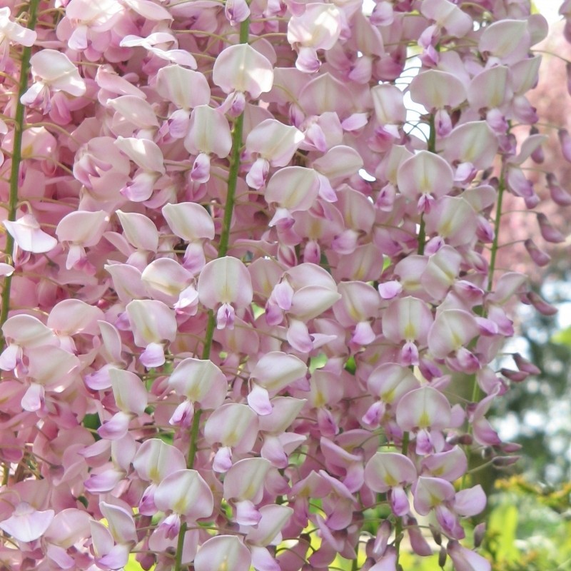 WISTERIA sinensis Rosea CTR 3L