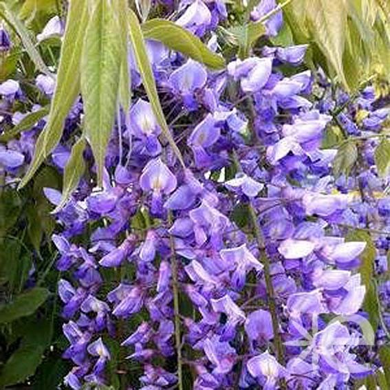 WISTERIA sinensis Black...