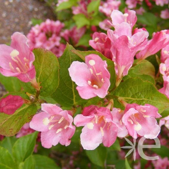 WEIGELA  Stelzneri CTR 3L