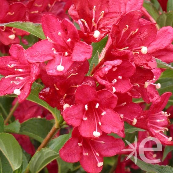 WEIGELA  Red Prince CTR 3L