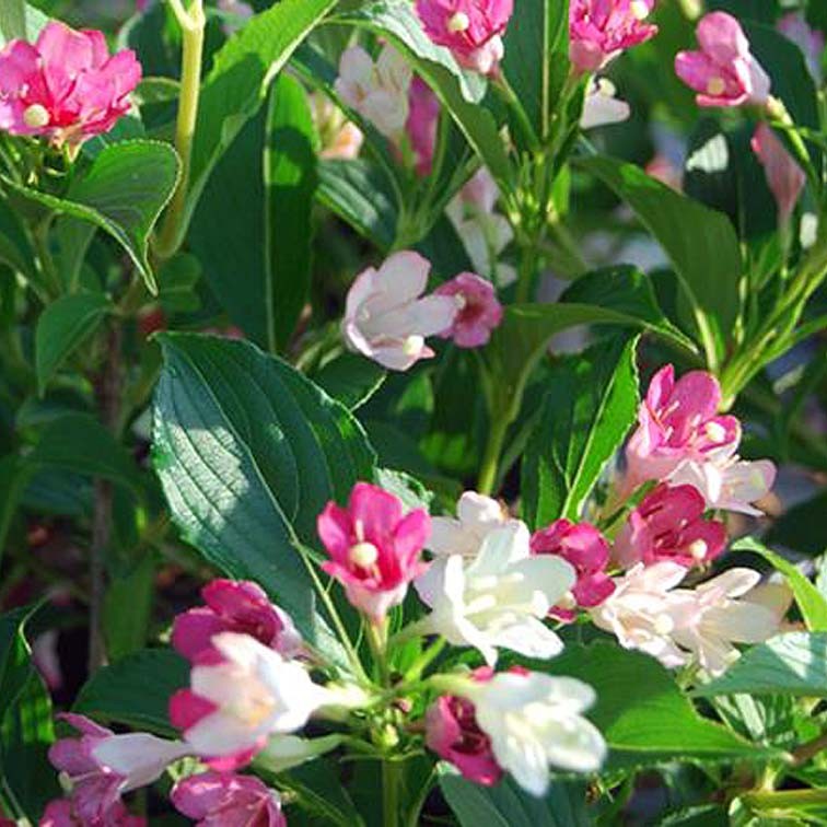 WEIGELA  Marjorie CTR 3L