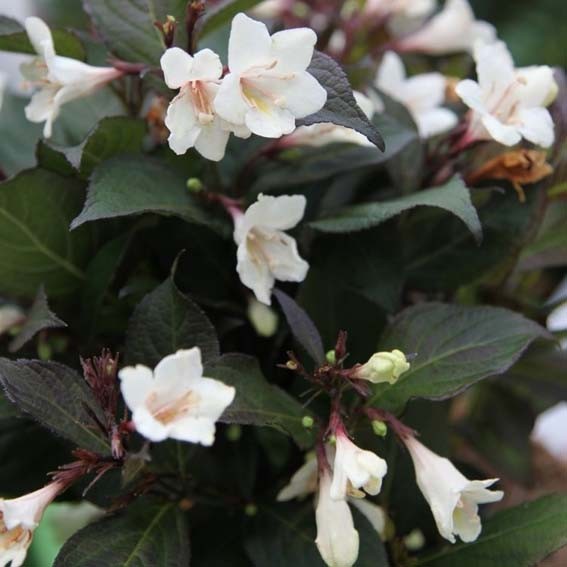 WEIGELA florida Ebony And...