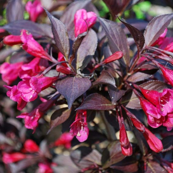 WEIGELA florida Alexandra...