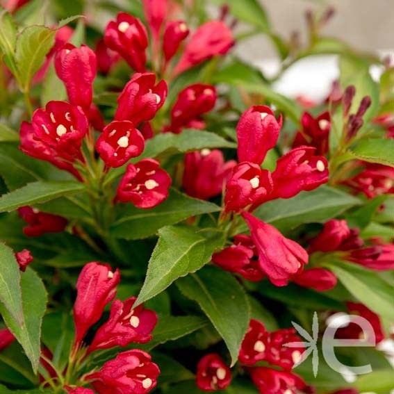 WEIGELA  All Summer Red CTR 3L