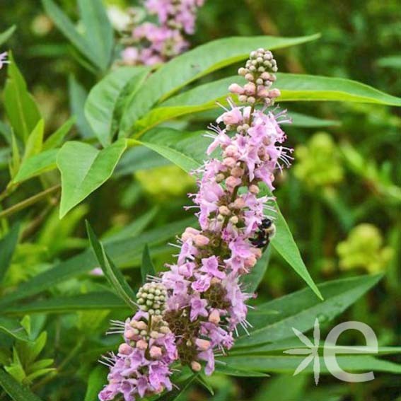 VITEX agnus-castus Pink...