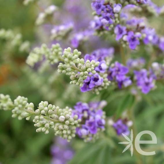 VITEX agnus-castus F....