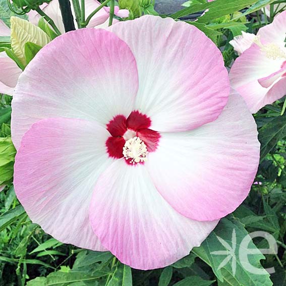 HIBISCUS moscheutos Fujin ®...