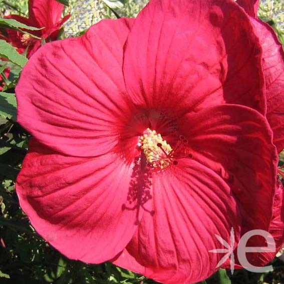 HIBISCUS moscheutos Griotte...