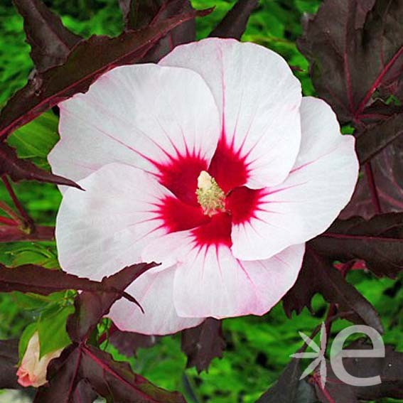 HIBISCUS moscheutos Joli...