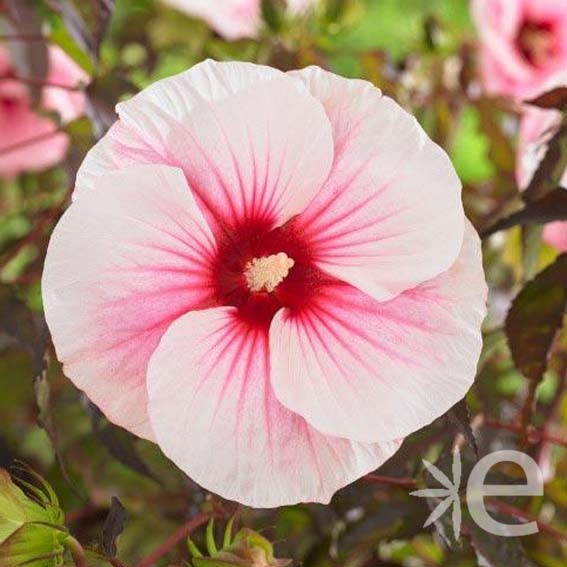 HIBISCUS moscheutos Pink...