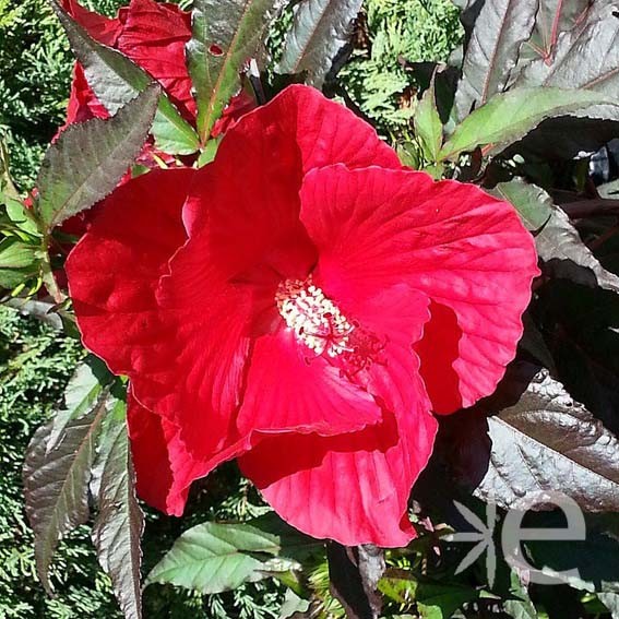 HIBISCUS moscheutos Red...