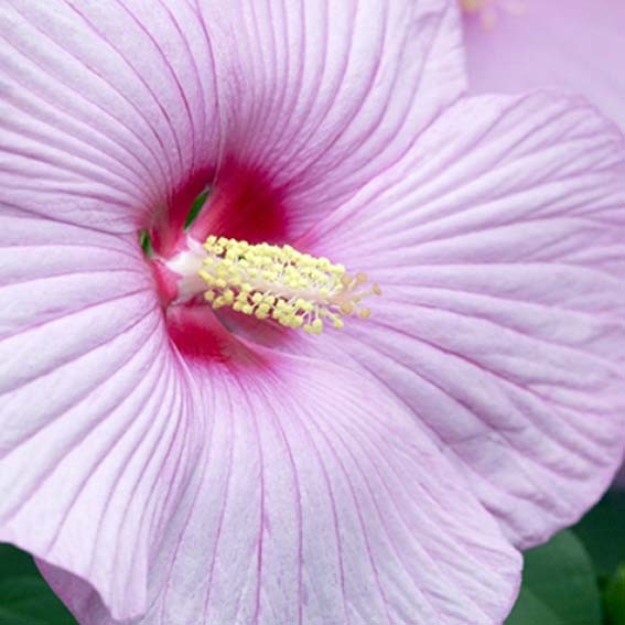 HIBISCUS moscheutos Rose...