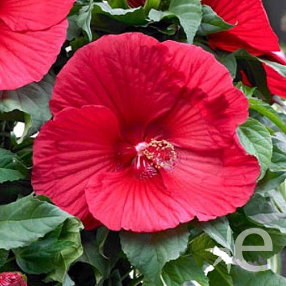 HIBISCUS moscheutos Rouge...