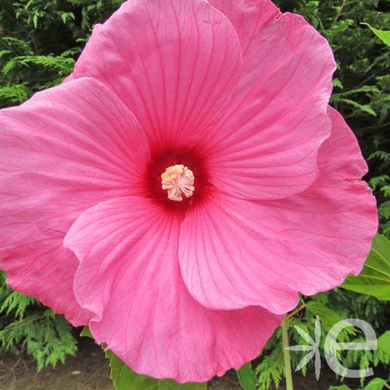 HIBISCUS moscheutos Solene...