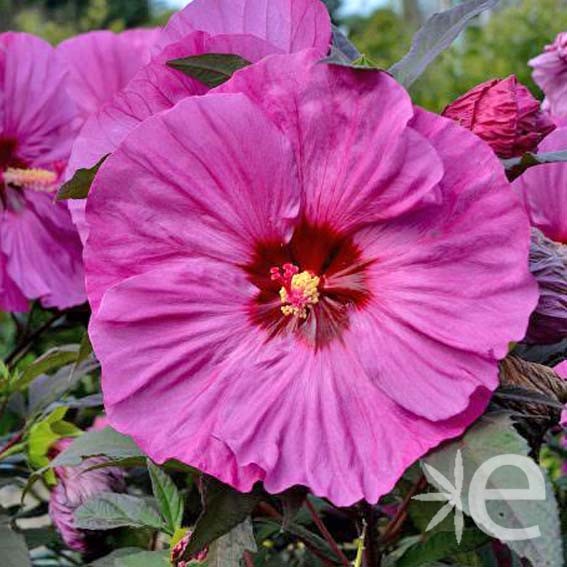 HIBISCUS moscheutos   Berry...