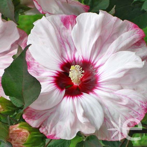 HIBISCUS moscheutos  Cherry...