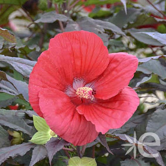 HIBISCUS moscheutos...