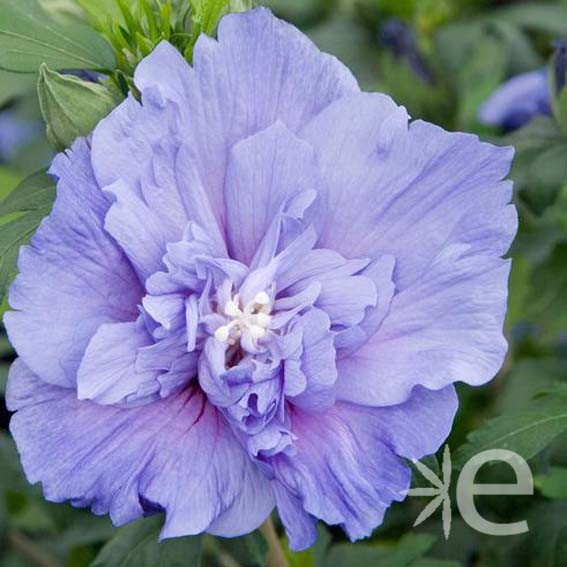 HIBISCUS syriacus Blue...