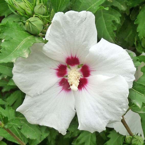 HIBISCUS syriacus Dorothy...