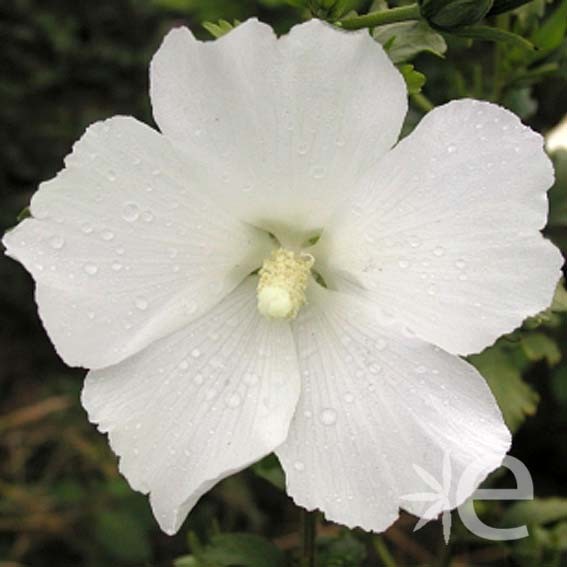 HIBISCUS syriacus Eleonore...