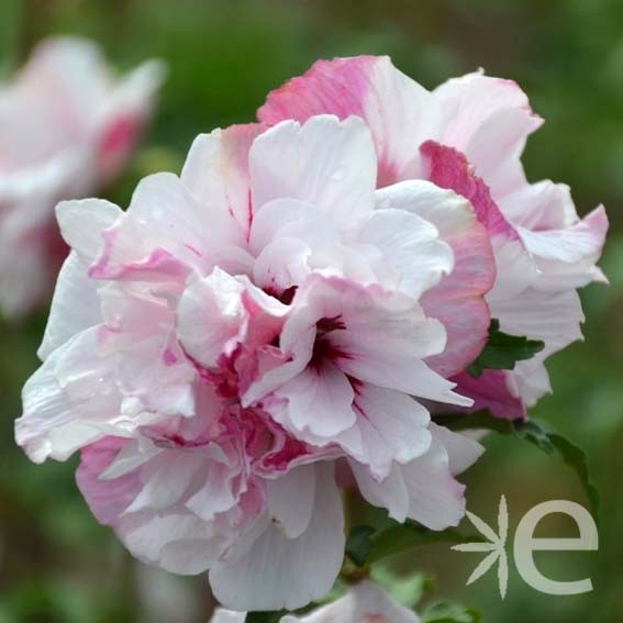 HIBISCUS syriacus French...