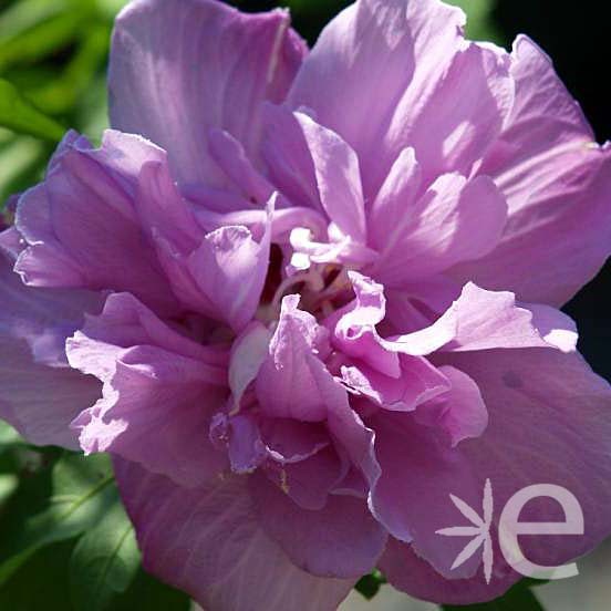 HIBISCUS syriacus French...