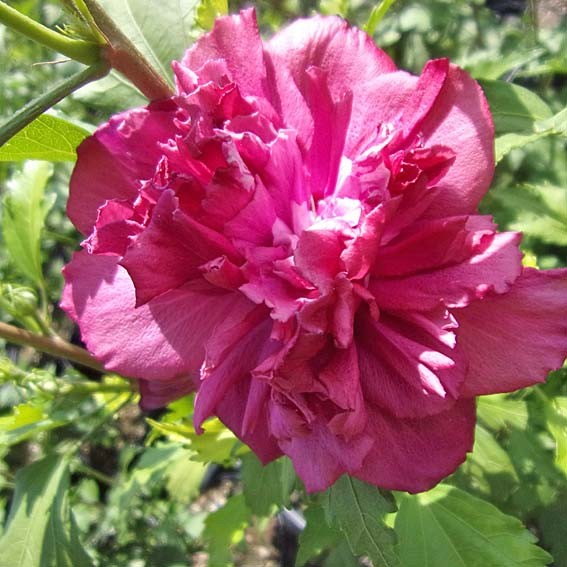 HIBISCUS syriacus French...