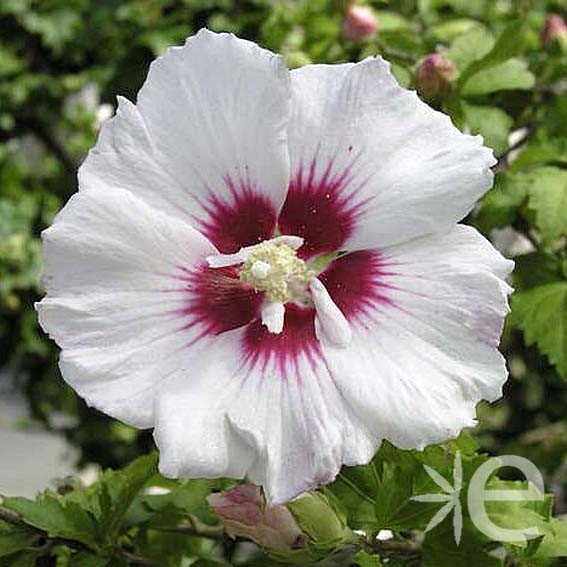 HIBISCUS syriacus Helene...