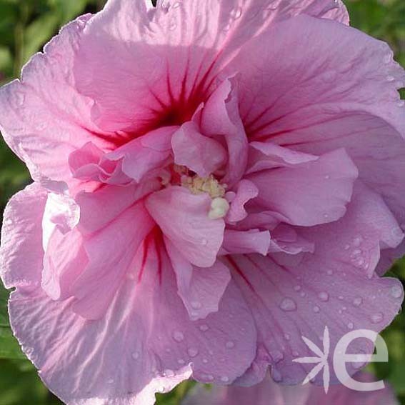 HIBISCUS syriacus Lavander...