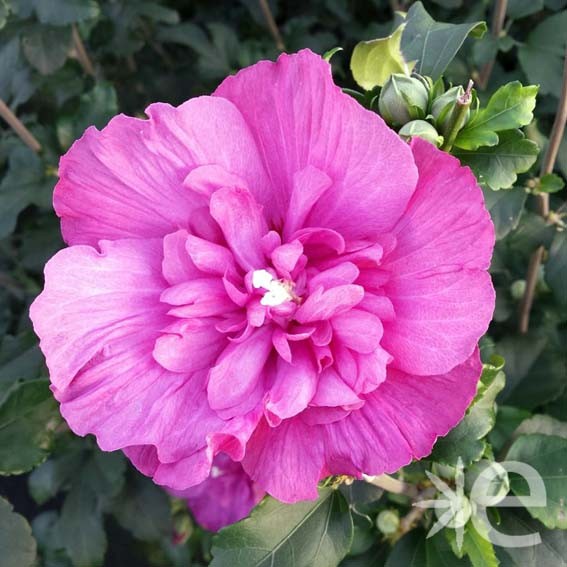 HIBISCUS syriacus Magenta...