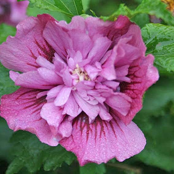 HIBISCUS syriacus Nolwenn...