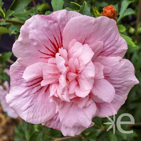 HIBISCUS syriacus Pink...