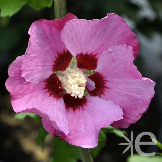 HIBISCUS syriacus Pink...