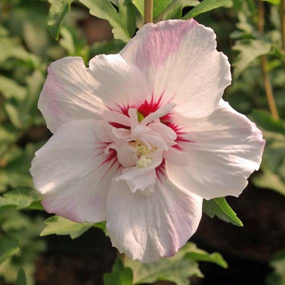 HIBISCUS syriacus Pinky...