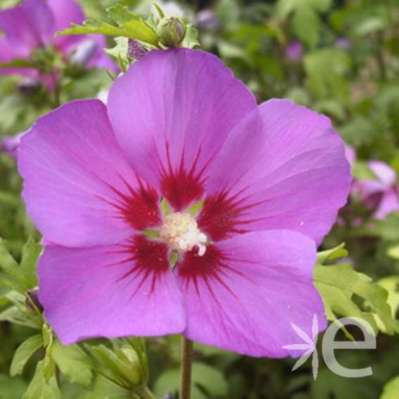 HIBISCUS syriacus Russian...