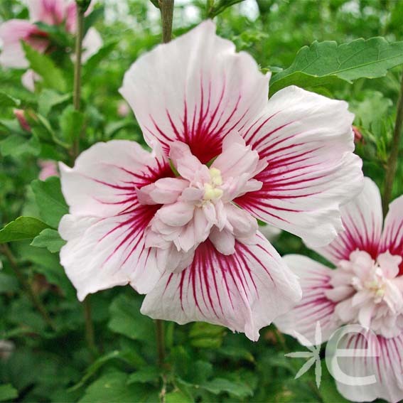 HIBISCUS syriacus Starbust...