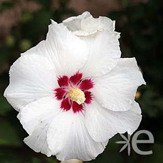 HIBISCUS syriacus Sup'heart...