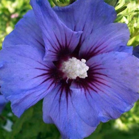 HIBISCUS syriacus Ultra...