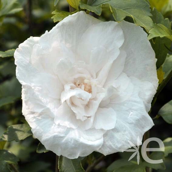 HIBISCUS syriacus White...