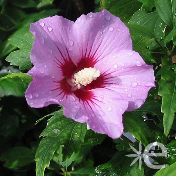 HIBISCUS syriacus...