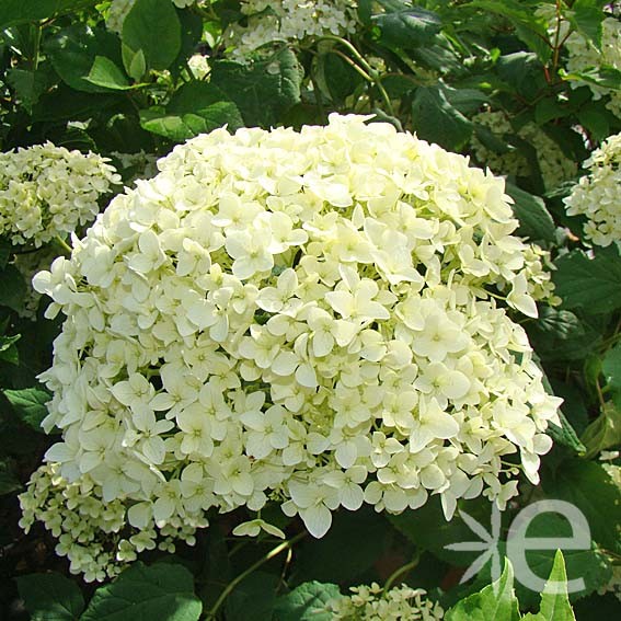 HYDRANGEA arborescens...