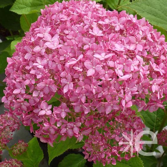 HYDRANGEA arborescens Pink...