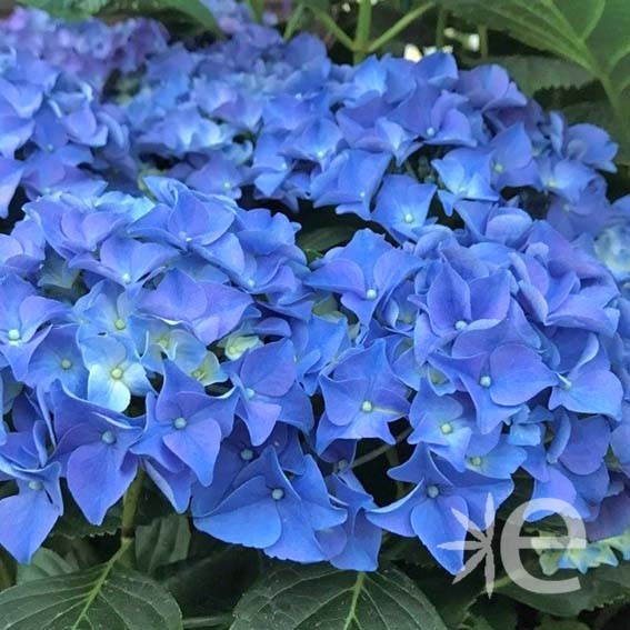 HYDRANGEA macrophylla Adria...