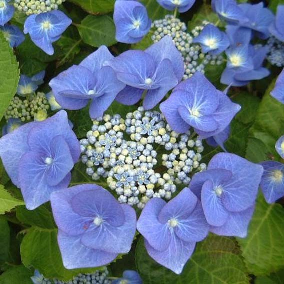 HYDRANGEA macrophylla...