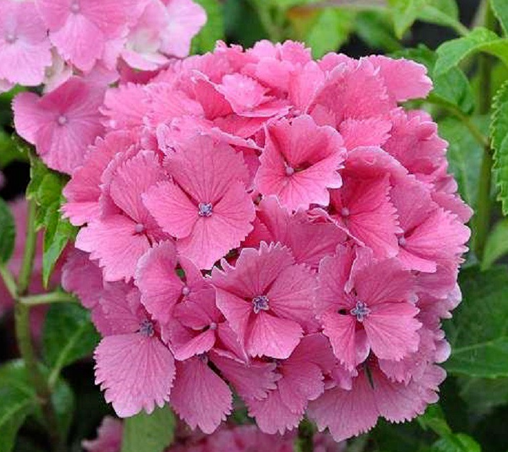 HYDRANGEA macrophylla Dolce...