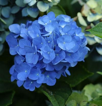 HYDRANGEA macrophylla...